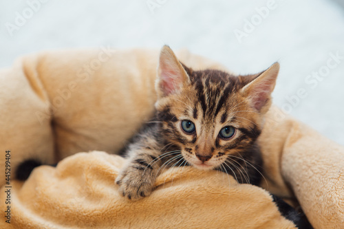 Fototapeta Naklejka Na Ścianę i Meble -  Closee-up little bengal kitten on the cat's pillow