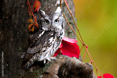 Eastern Screech Owl