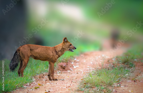 Canvas Print Dhole WIld Dog