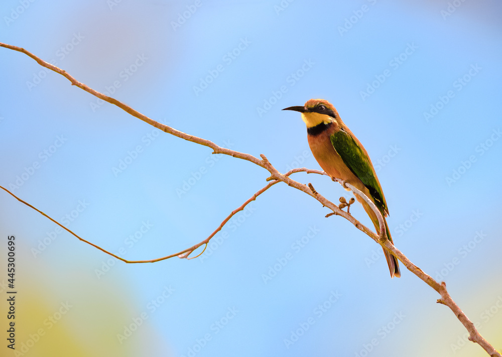 Cinnamon-chested bee-eater in Bwindi impenetrable national park in Uganda Cinnamon-chested bee-eater in Bwindi impenetrable national park in Uganda