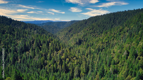 Foto Coastal redwood forest in northern California