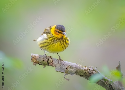 Cape May Warbler perched