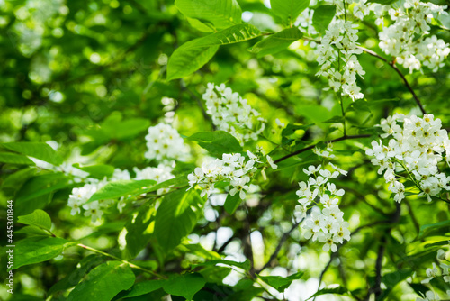 Blooming bird cherry tree in the garden. Selective focus. © maxandrew