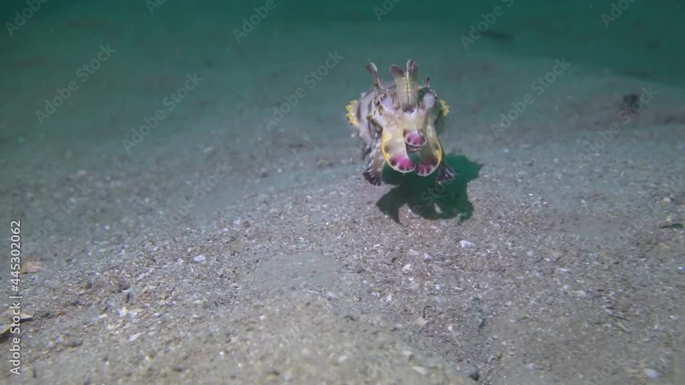 Flamboyant Cuttlefish (Metasepia pfefferi) walking over the sand in Lembeh Strait / Indonesia Flamboyant Cuttlefish (Metasepia pfefferi) walking over the sand in Lembeh Strait / Indonesia