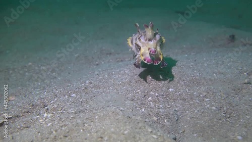 Flamboyant Cuttlefish (Metasepia pfefferi) walking over the sand in Lembeh Strait / Indonesia photo