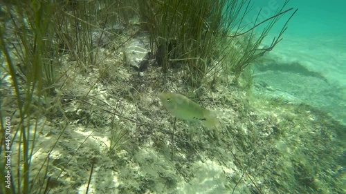 Underwater view of fishes in Bacalar Lagoon photo