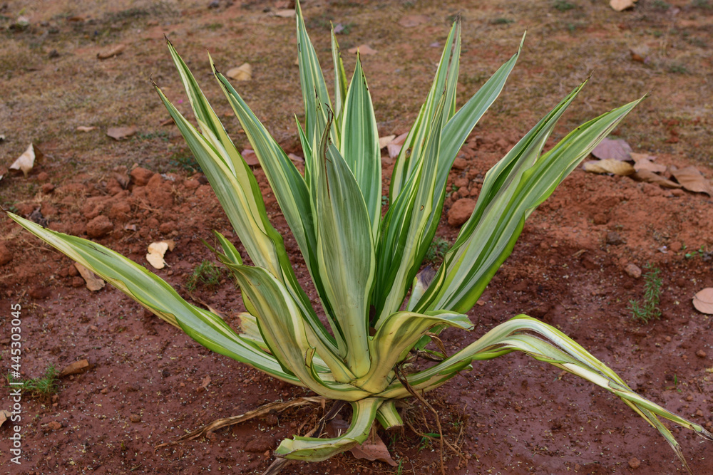 Furcraea foetida scientific name of the plant known as - False Agave. Furcraea foetida scientific name of the plant known as - False Agave.
