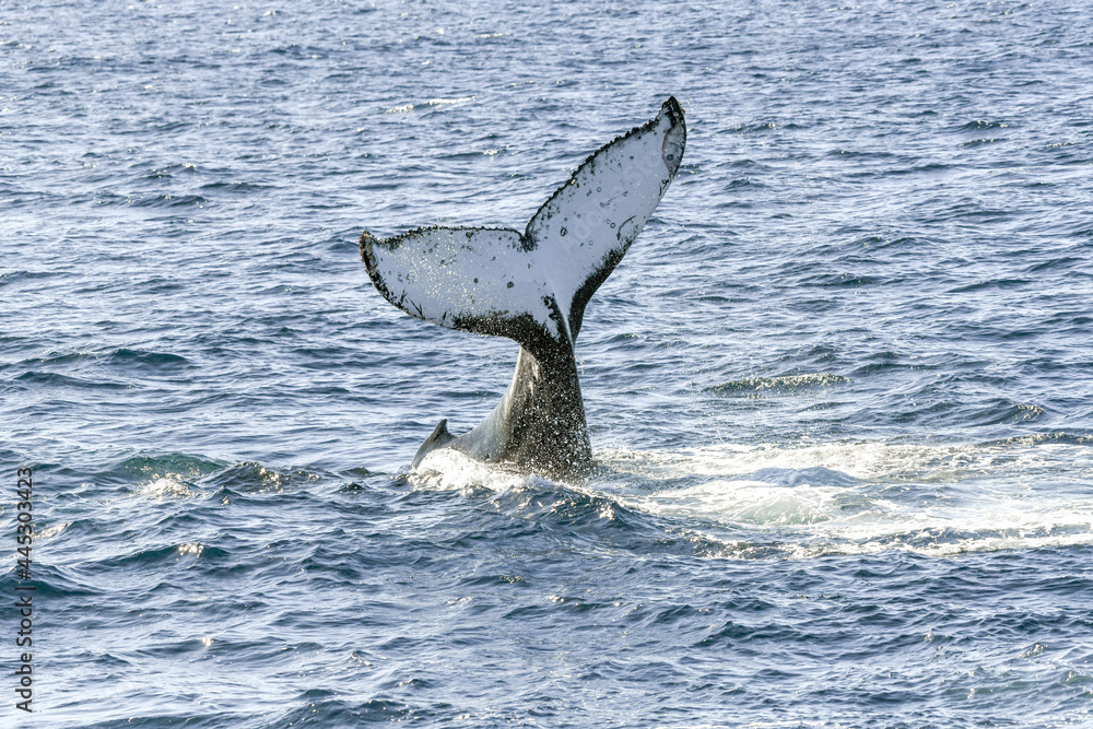 Fototapeta premium Whale flipping up it’s tail in the ocean.