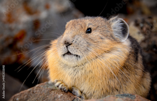 American Pikas - small mountain dwelling mammals from Rocky Mountain National Park photo