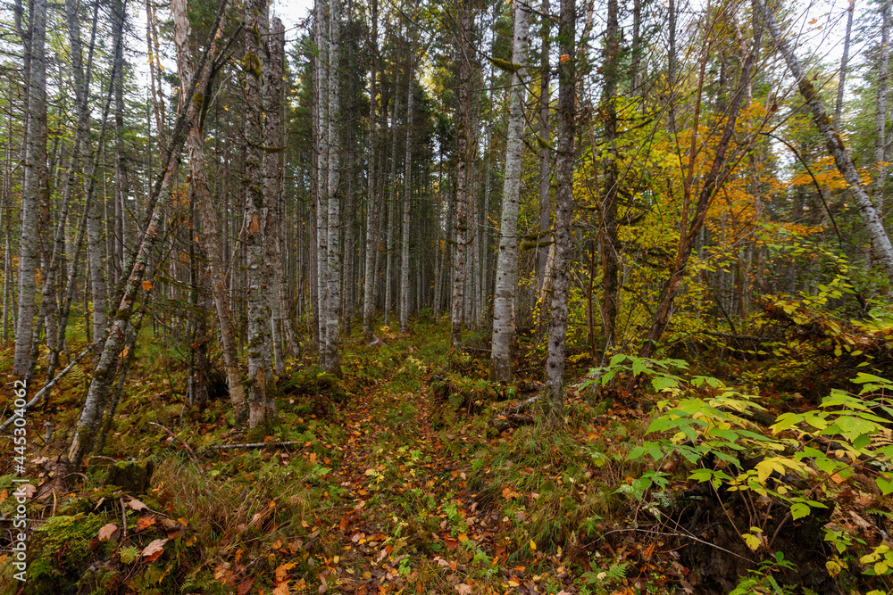 Fototapeta premium Sikhote-Alin Biosphere Reserve. The nature of the ecological tourist route Arseniev trail. Impassable pristine Far Eastern taiga. The trail runs through a dense forest.