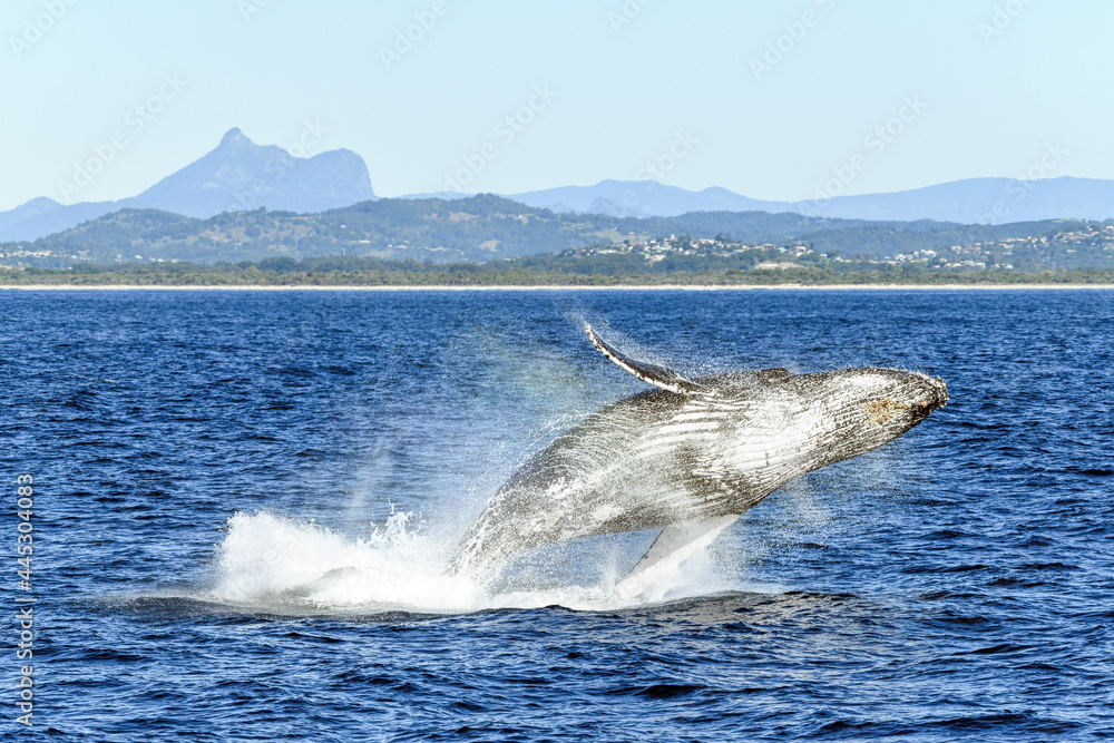 Naklejka premium Whale breaching, while flipping to the side, with the mountains in the background.