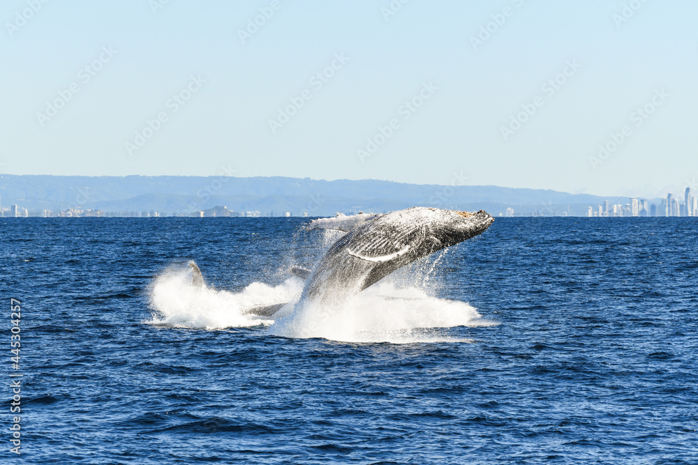 Fototapeta premium One whale breaching over another whale that is splashing back into the ocean.