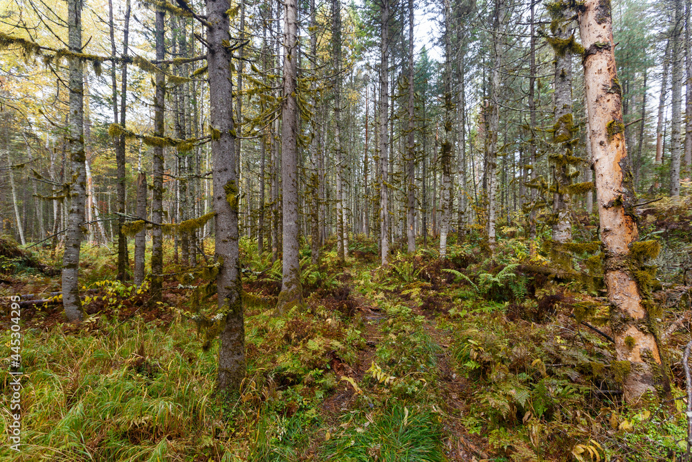 Sikhote-Alin Biosphere Reserve. The nature of the ecological tourist route Arseniev trail. Impassable pristine Far Eastern taiga. The trail runs through a dense forest. Sikhote-Alin Biosphere Reserve. The nature of the ecological tourist route Arseniev trail. Impassable pristine Far Eastern taiga. The trail runs through a dense forest.
