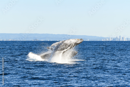 One whale breaching over another whale that has just breached.