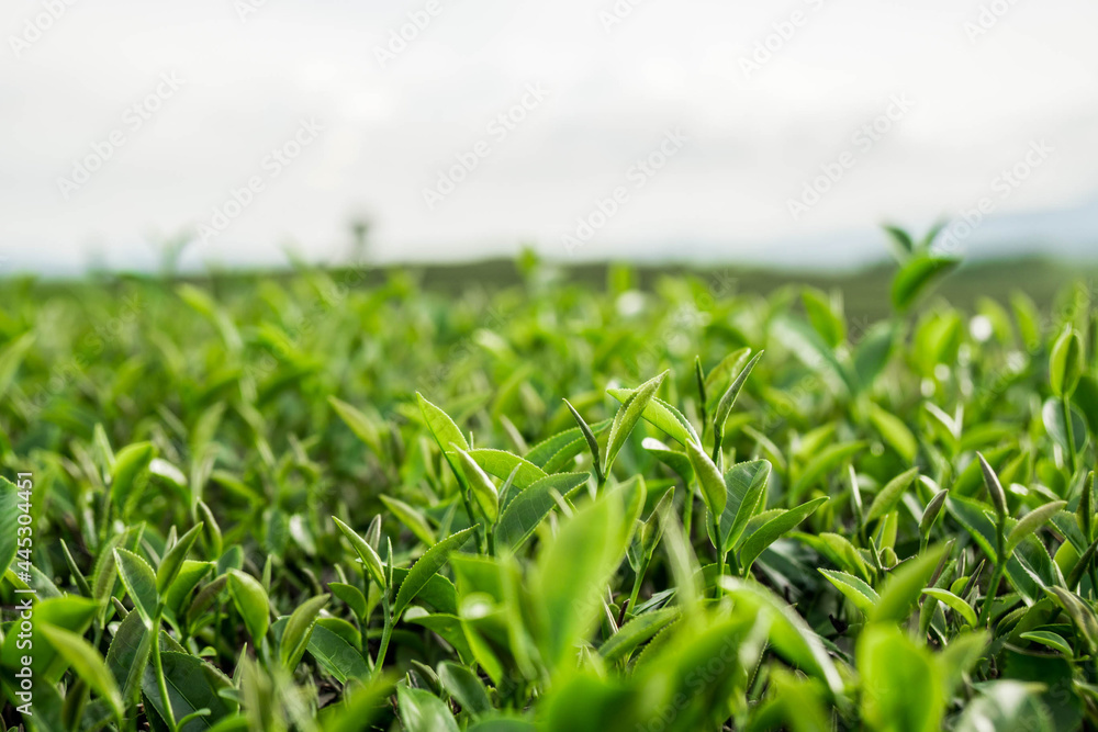 Fototapeta premium green grass in the morning