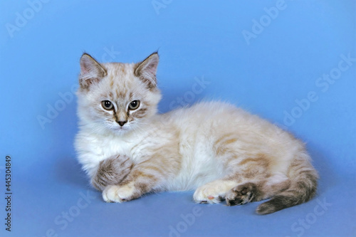 cute Tabby Kitten on blue background inside, relaxed, looking. © rima15