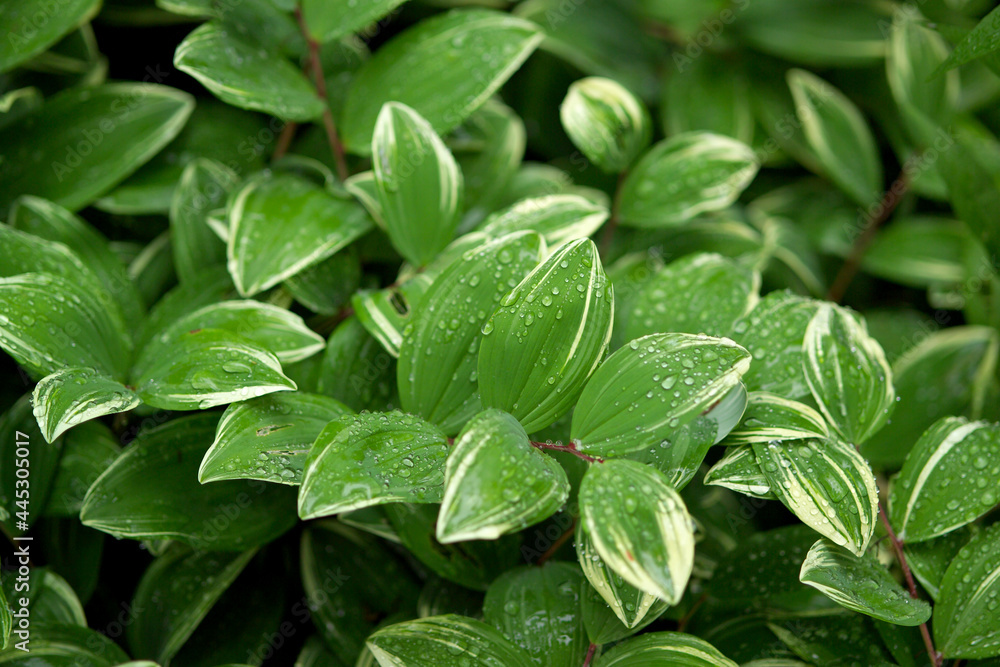 solomon's seal solomon's seal
