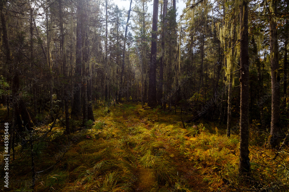 Obraz premium Sikhote-Alin Biosphere Reserve. The nature of the ecological tourist route Arseniev trail. Impassable pristine Far Eastern taiga. The trail runs through a dense forest.