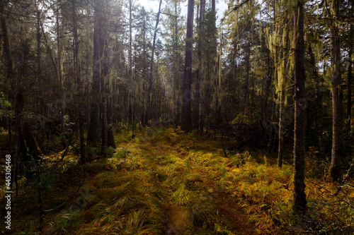 Sikhote-Alin Biosphere Reserve. The nature of the ecological tourist route Arseniev trail. Impassable pristine Far Eastern taiga. The trail runs through a dense forest.