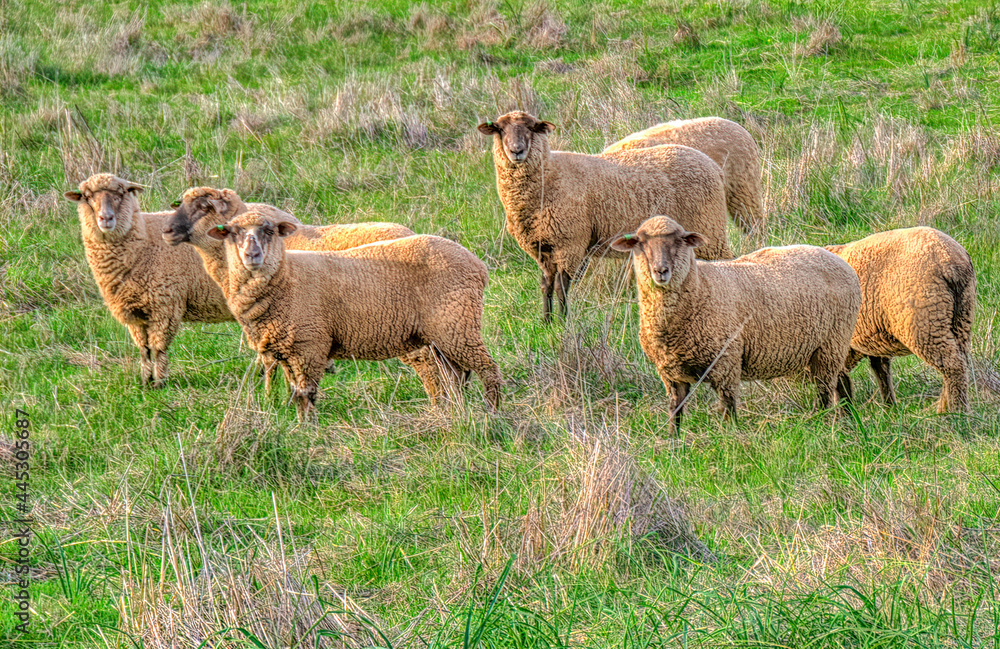 Obraz premium Flock of sheep grazing on countryside paddock. Sheep herd on summer pasture