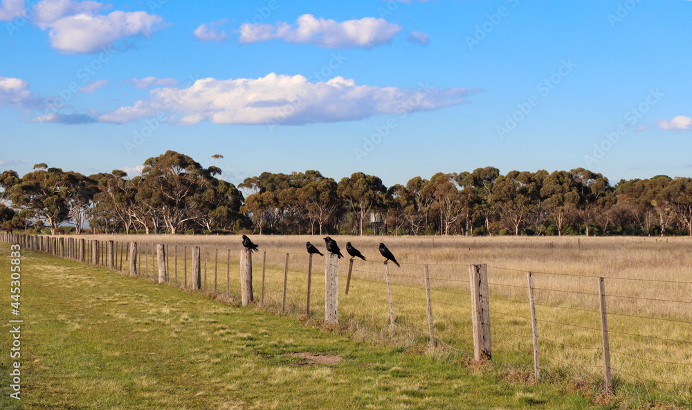Obraz premium rural landscape with crows on a fence