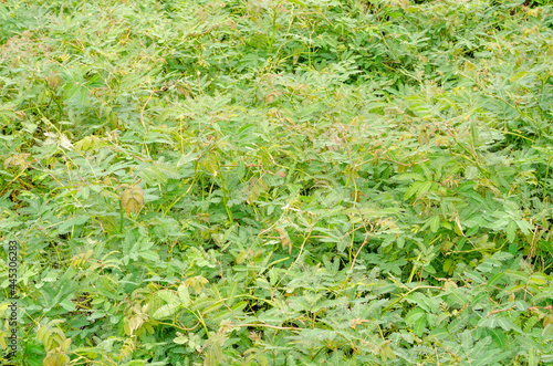 Neptunia oleracea Lour or Water mimosa plant in the pond, herbal food of Thailand photo