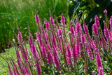 Close up texture landscape view of veronica spicata (spiked speedwell) flowers in bloom in a sunny ornamental garden