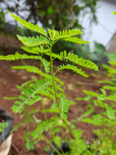 Vertical shot of a leaffower plant at a garden photo