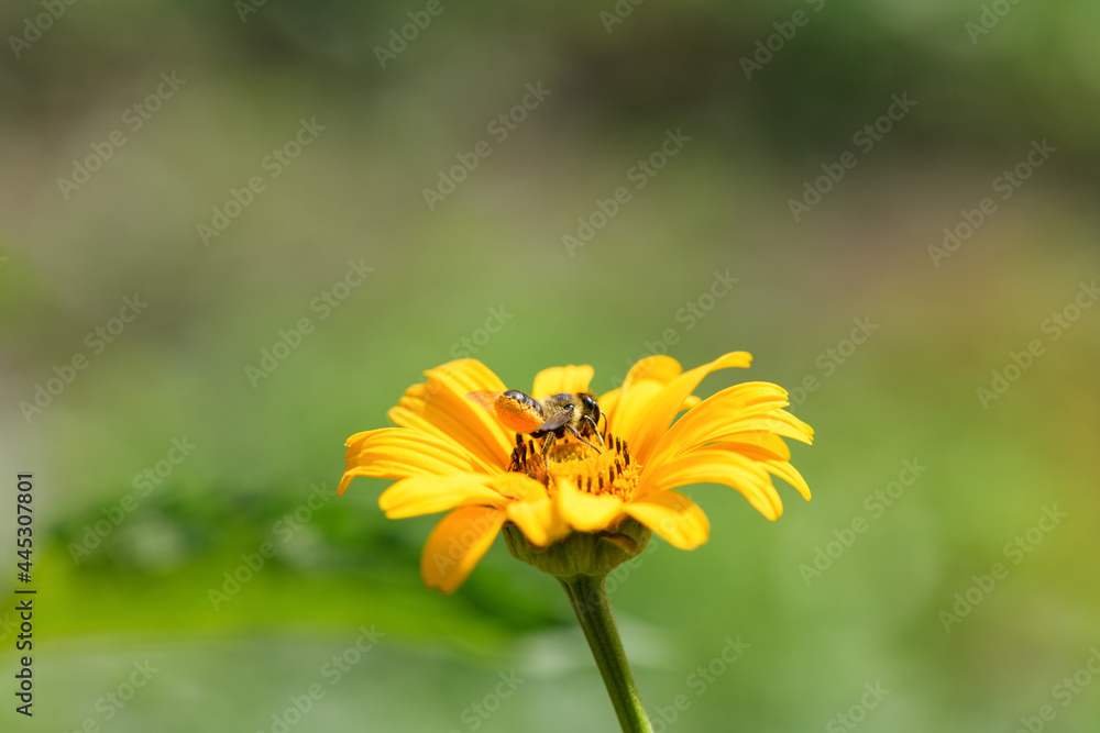 Bee and flower. Close up of a large striped bee collecting pollen on a yellow flower on a Sunny bright day. Summer and spring backgrounds Bee and flower. Close up of a large striped bee collecting pollen on a yellow flower on a Sunny bright day. Summer and spring backgrounds