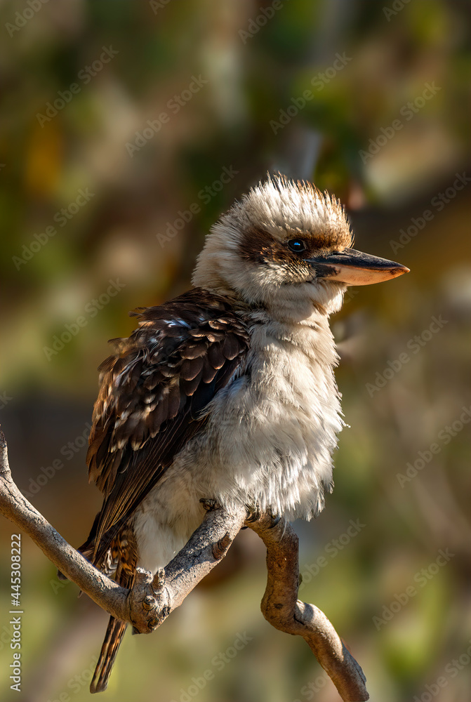 The Kookaburra, is a terrestrial tree kingfishers of the genus Dacelo The Kookaburra, is a terrestrial tree kingfishers of the genus Dacelo