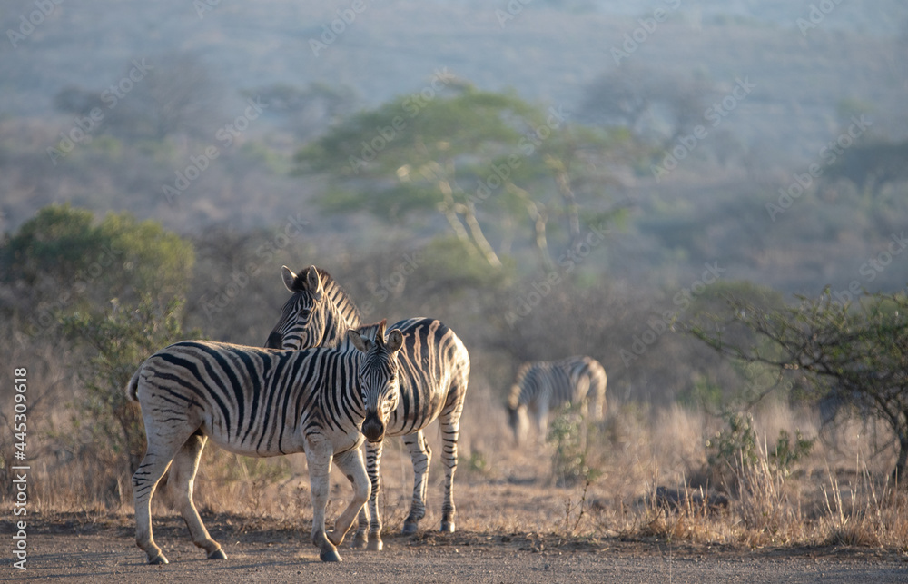 Naklejka premium Zebra couple [equus quagga] during golden hour in South Africa RSA