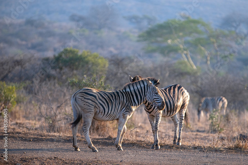 Zebra couple  equus quagga  during golden hour in South Africa RSA