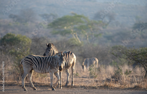 Zebra couple  equus quagga  during golden hour in South Africa RSA