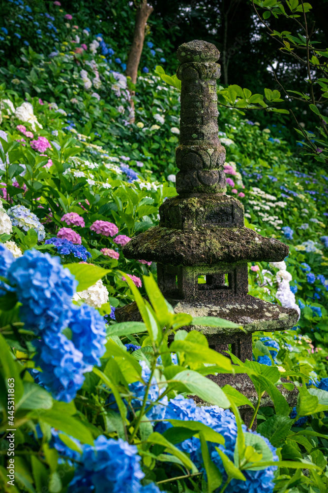Fototapeta premium A stupa surrounded by colorful hydrangea flowers.