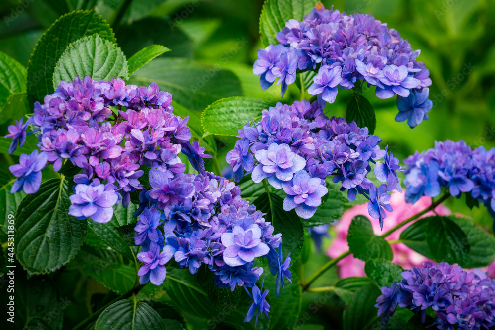 A closeup shot of purple hydrangea flowers. A closeup shot of purple hydrangea flowers.