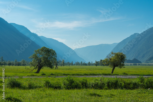 Two lonely trees standing in a green field against the backdrop of a mountain gorge, Altai photo