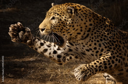 Selective of an angry leopard attacking out