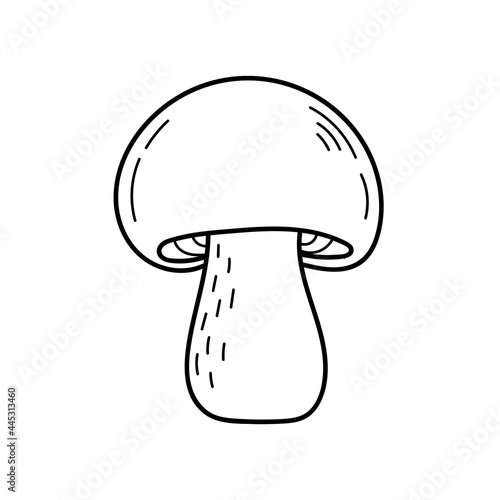 Cute edible mushroom in doodle style. Ingredients for cooking, salads. Autumn plant harvesting. Vector isolated hand drawn illustration for coloring pages, sketch, outline
