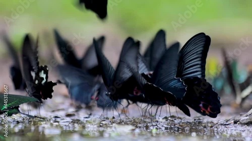 black and white butterfly on grass