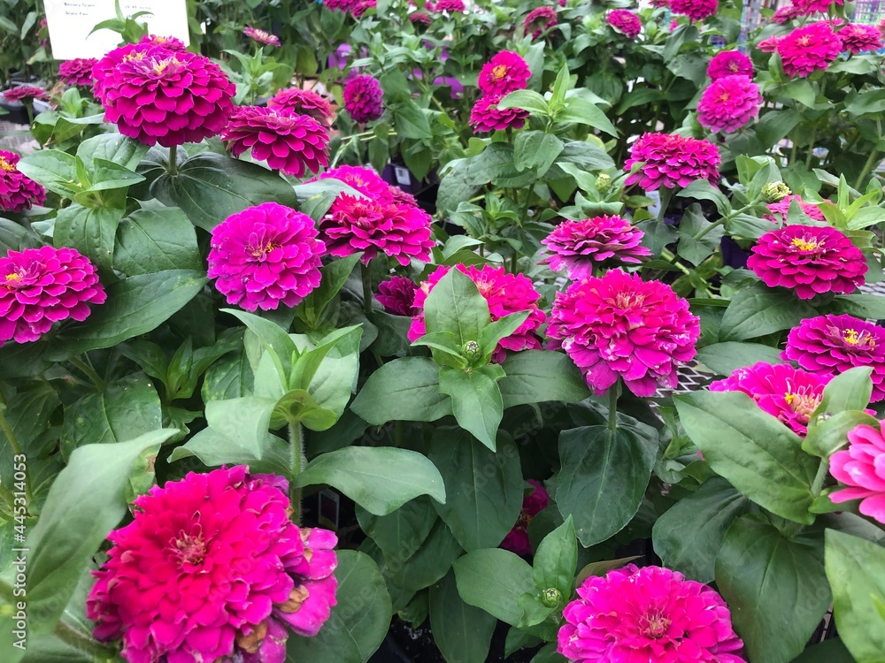Beautiful flowers in summer, Colorado. Beautiful flowers in summer, Colorado.