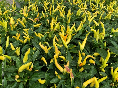 Beautiful chilies in summer, Colorado.