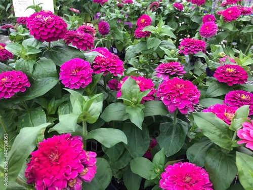 Beautiful flowers in summer, Colorado.