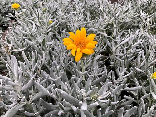 Beautiful flowers in summer, Colorado.