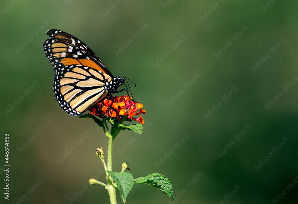 Monarch butterfly on orange lantana flower in Riverside California Monarch butterfly on orange lantana flower in Riverside California