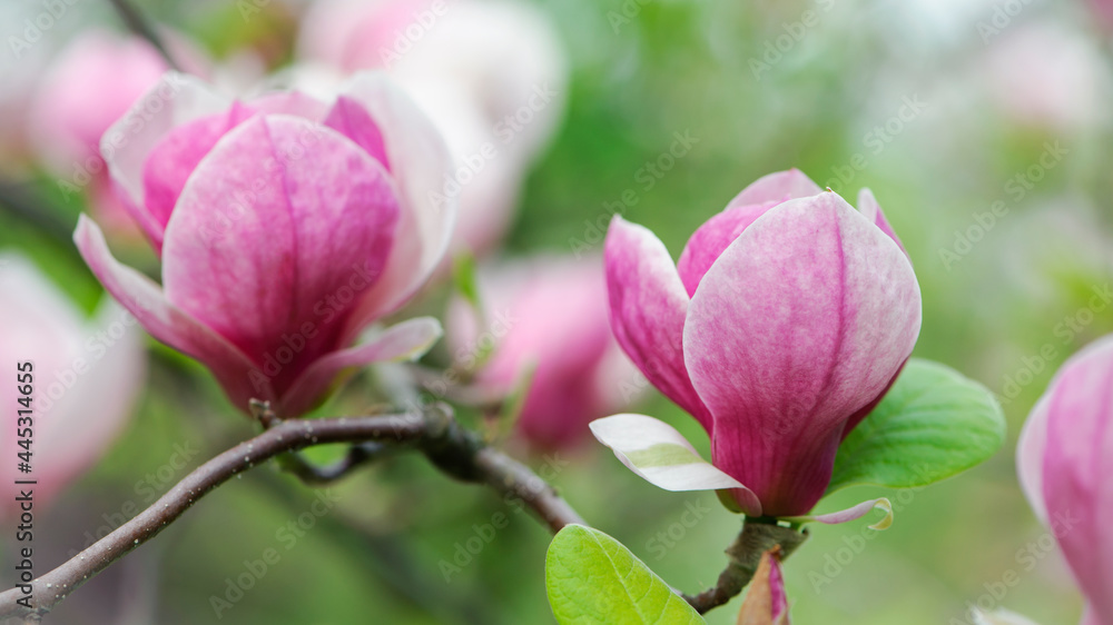 Magnolia. spring magnolia flowers, natural abstract soft floral background. beautiful flowers, delicate magnolia, in the garden or park. pink flower on green natural background. close-up Magnolia. spring magnolia flowers, natural abstract soft floral background. beautiful flowers, delicate magnolia, in the garden or park. pink flower on green natural background. close-up