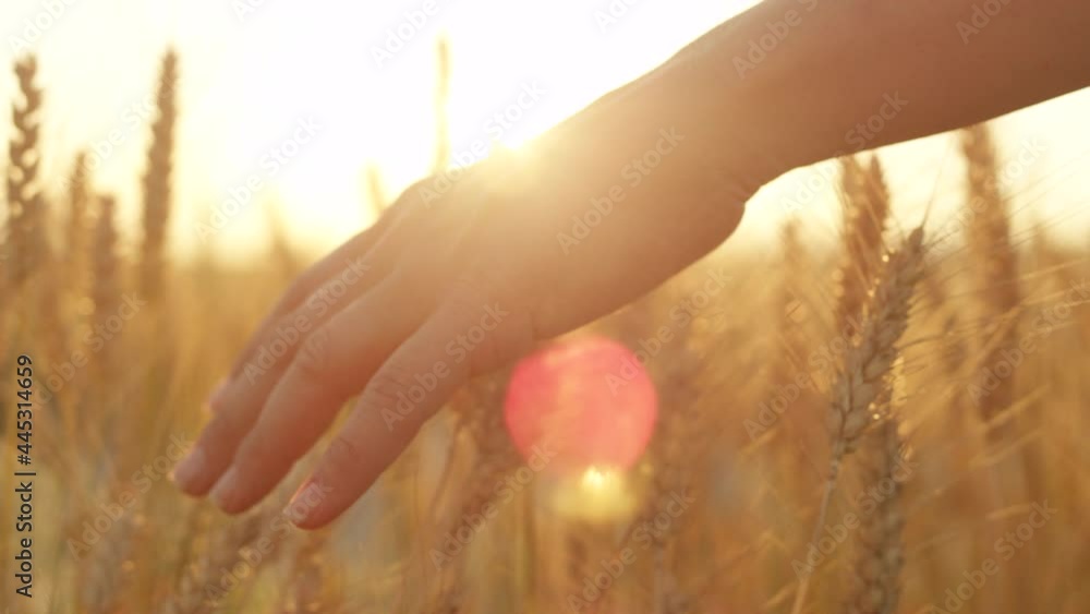 SLOW MOTION, CLOSE UP, LENS FLARE, DOF: Carefree Caucasian female walking along a crop field is touching the rye on a sunny evening. Unrecognizable woman gently touches growing wheat at golden sunset. SLOW MOTION, CLOSE UP, LENS FLARE, DOF: Carefree Caucasian female walking along a crop field is touching the rye on a sunny evening. Unrecognizable woman gently touches growing wheat at golden sunset.