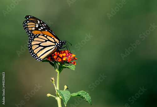 Monarch butterfly on orange lantana flower in Riverside California