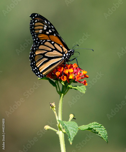 monarch butterfly on lantana flower and bokeh green background © Khaleel