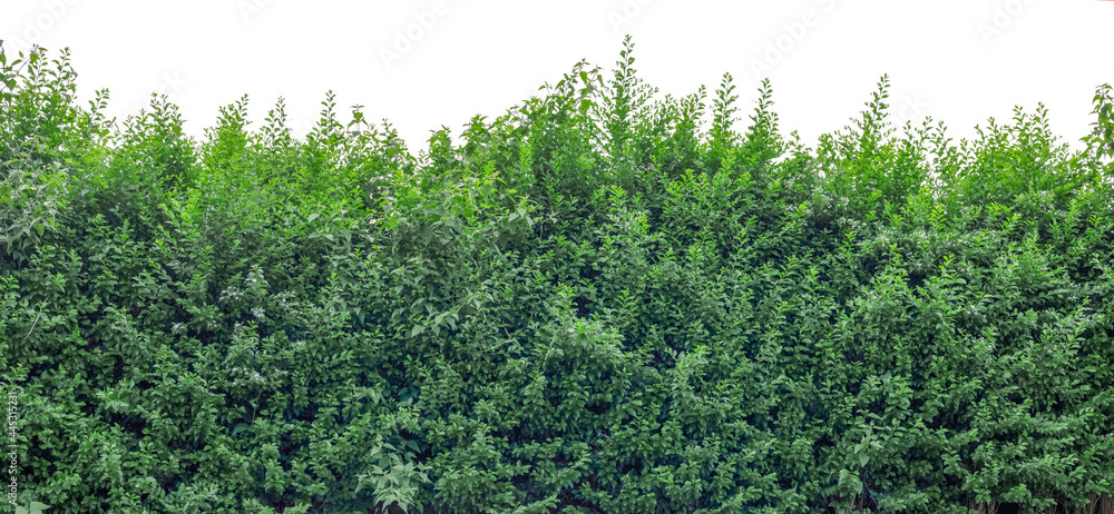 Fototapeta premium green bush isolated on white background. clipping path included.