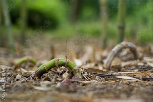 bamboo root